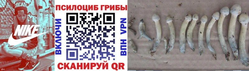 Галлюциногенные грибы GOLDEN TEACHER  где найти наркотики  Кировск 
